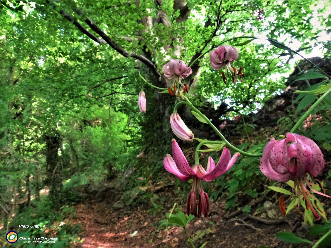 45 Lilium martagon (Giglio martagone) e maestosi faggi secolari.JPG